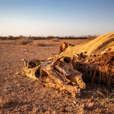 Dead livestock found inside/outside the community of Ceel-Dheere 